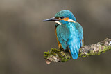 Image. Common Kingfisher