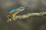 Image. Common Kingfisher