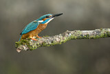 Image. Common Kingfisher