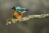 Image. Common Kingfisher