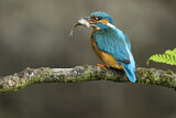 Image. Common Kingfisher