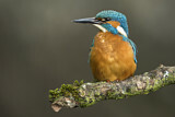 Image. Common Kingfisher