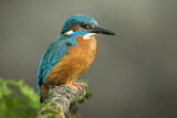 Image. Common Kingfisher