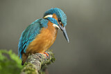 Image. Common Kingfisher