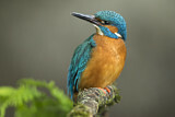 Image. Common Kingfisher