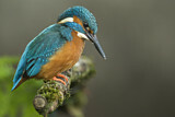 Image. Common Kingfisher