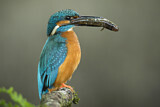 Image. Common Kingfisher