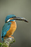 Image. Common Kingfisher