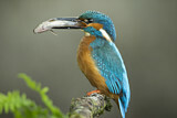 Image. Common Kingfisher