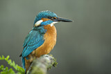 Image. Common Kingfisher