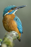 Image. Common Kingfisher