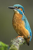 Image. Common Kingfisher
