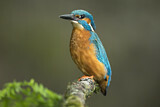 Image. Common Kingfisher