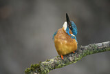 Image. Common Kingfisher