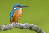 Image. Common Kingfisher