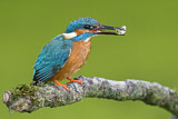 Image. Common Kingfisher