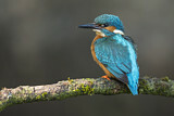 Image. Common Kingfisher