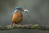 Image. Common Kingfisher