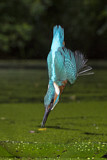 Image. Common Kingfisher