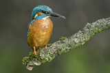 Image. Common Kingfisher