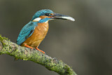 Image. Common Kingfisher