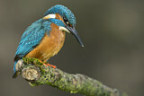 Image. Common Kingfisher
