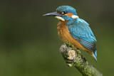 Image. Common Kingfisher