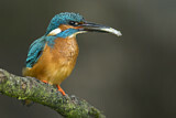 Image. Common Kingfisher