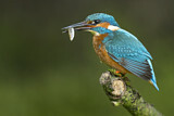 Image. Common Kingfisher