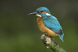 Image. Common Kingfisher