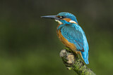 Image. Common Kingfisher