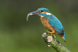 Image. Common Kingfisher
