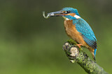 Image. Common Kingfisher