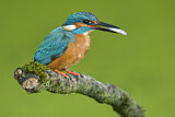 Image. Common Kingfisher