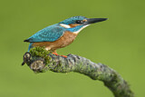 Image. Common Kingfisher