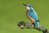 Image. Common Kingfisher