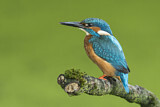 Image. Common Kingfisher