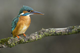 Image. Common Kingfisher