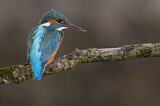 Image. Common Kingfisher
