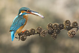 Image. Common Kingfisher