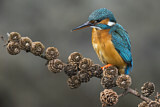 Image. Common Kingfisher