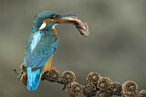 Image. Common Kingfisher