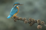 Image. Common Kingfisher