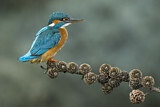 Image. Common Kingfisher