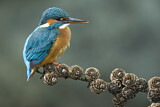 Image. Common Kingfisher