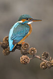 Image. Common Kingfisher