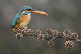 Image. Common Kingfisher