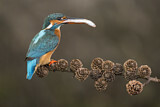 Image. Common Kingfisher