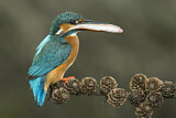Image. Common Kingfisher