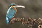 Image. Common Kingfisher